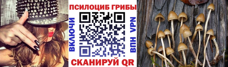 Псилоцибиновые грибы Psilocybe Дыгулыбгей